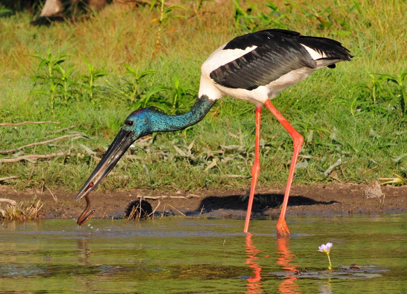 Corroboree Billabong Wetland Cruises - 1.5 hr Morning Cruise Self Drive - 10.00am