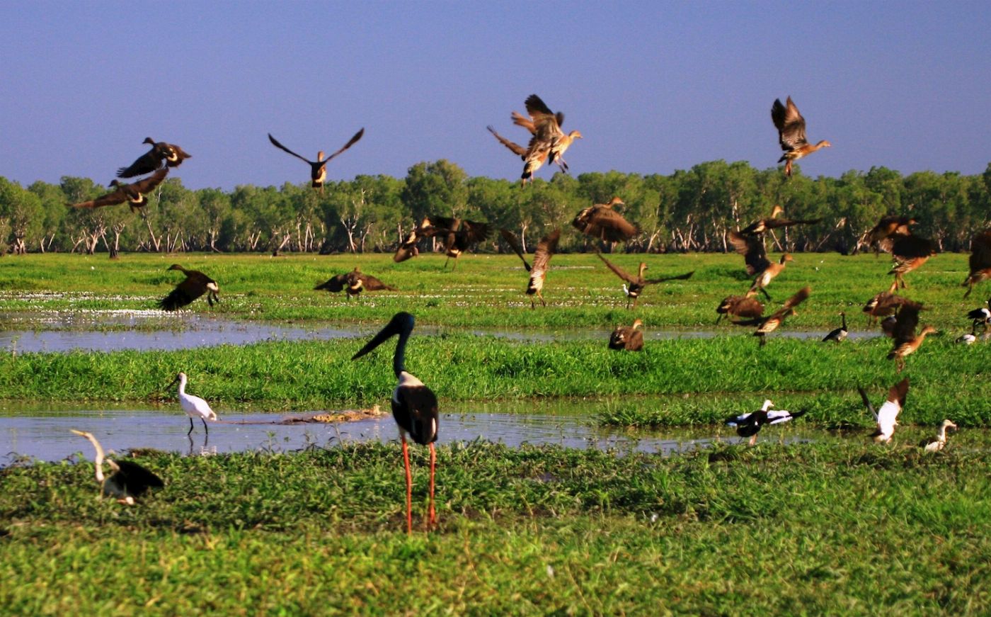 Wetland Cruises From Darwin - 1 Day Wetland Experience including 2.5 Hour Wildlife Cruise + Lunch