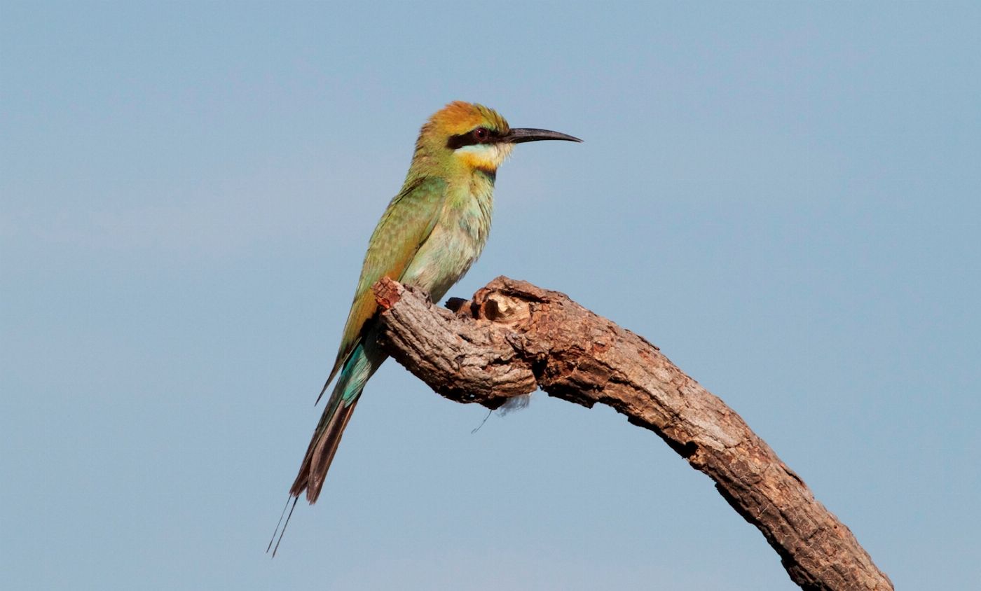 Wetland Cruises From Darwin - 1 Day Wetland Experience including 2.5 Hour Wildlife Cruise + Lunch