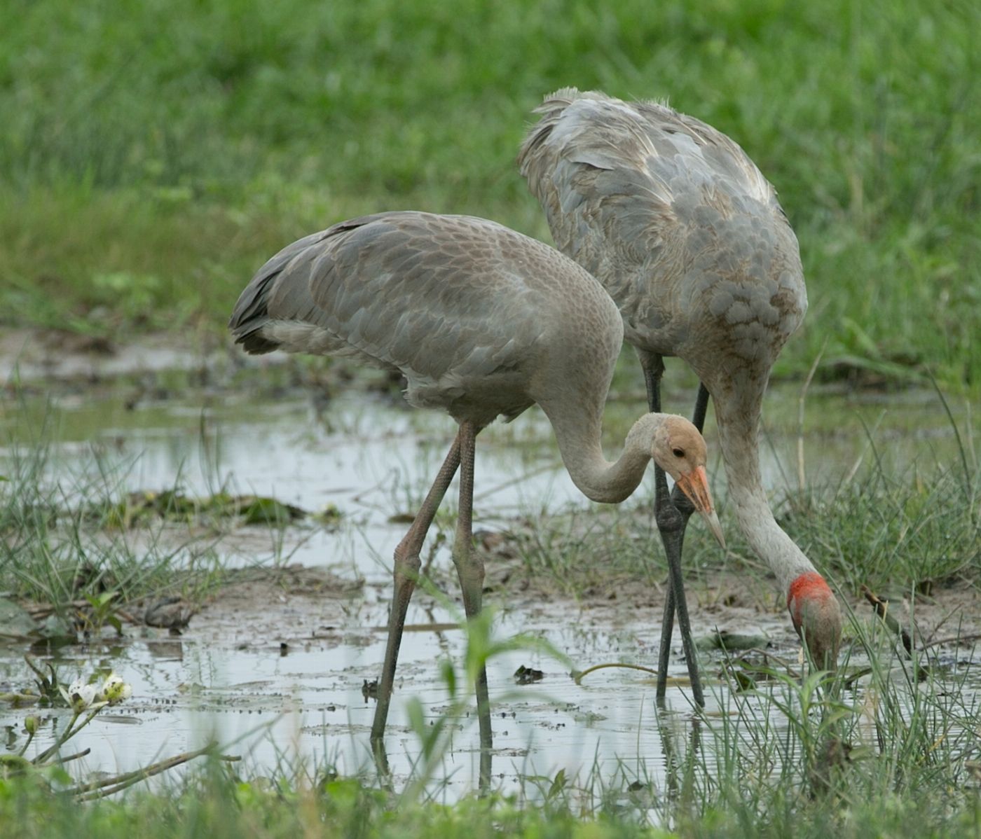 Wetland Cruises From Darwin - 1 Day Wetland Experience including 2.5 Hour Wildlife Cruise + Lunch