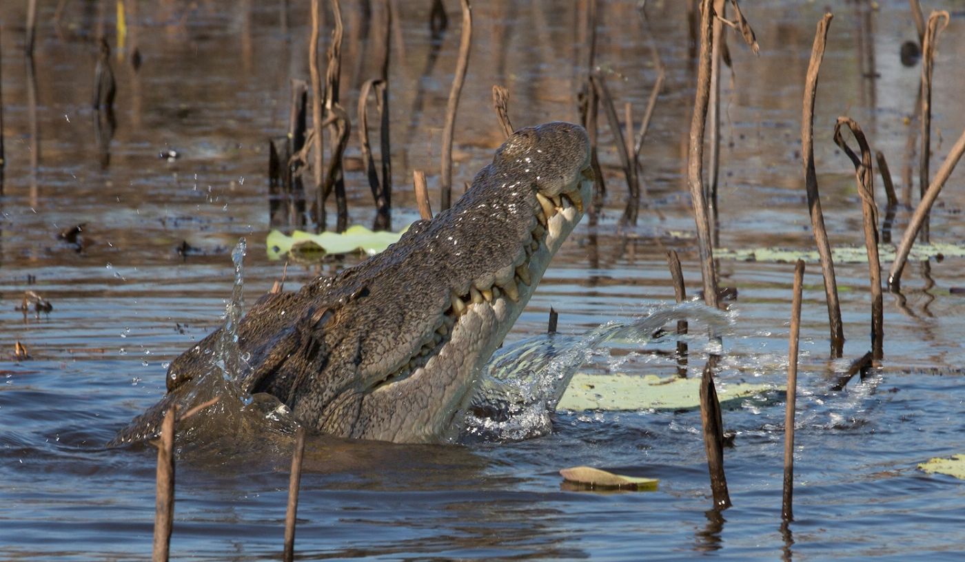 Wetland Cruises From Darwin - 1 Day Wetland Experience including 2.5 Hour Wildlife Cruise + Lunch