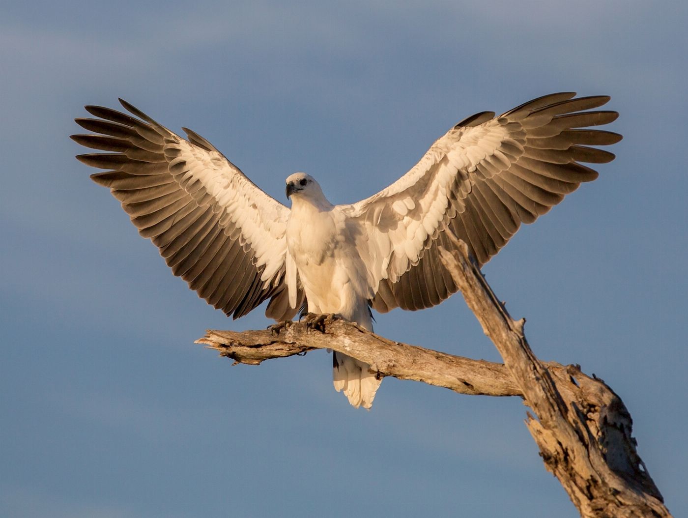 Wetland Cruises From Darwin - 1 Day Wetland Experience including 2.5 Hour Wildlife Cruise + Lunch