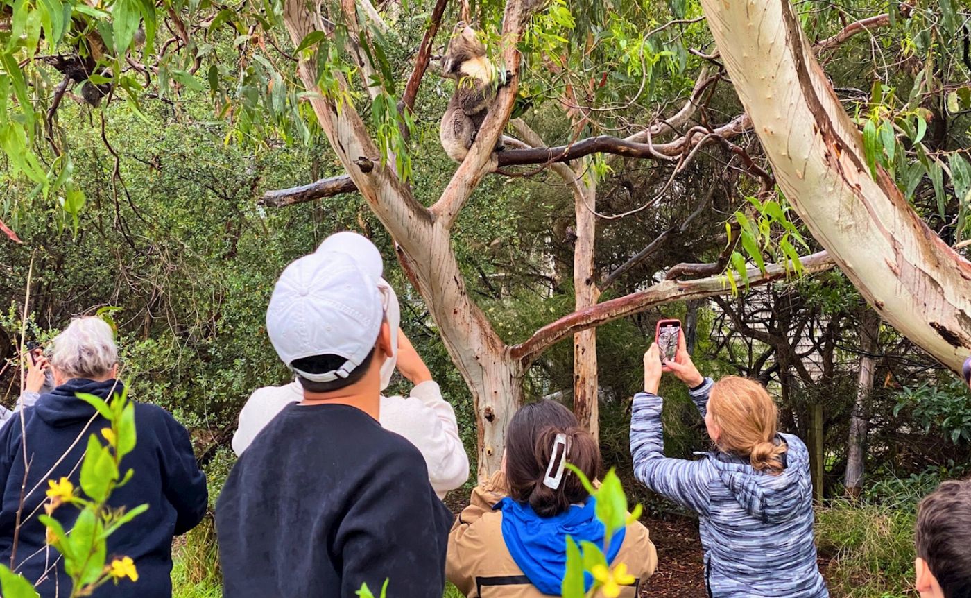 Go West Tours Great Ocean Road Small Group Eco Tour
