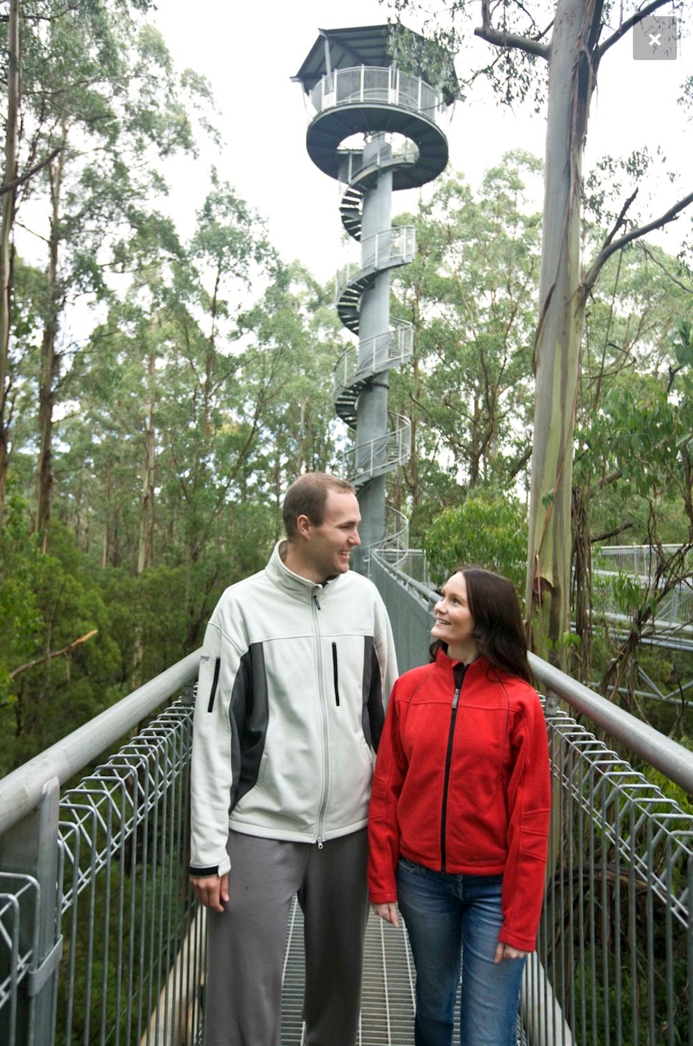 Around And About Otway Fly Walk & 12 Apostles Adventure