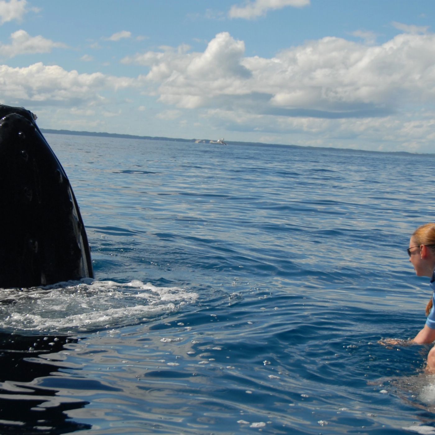 Blue Dolphin Marine Tours Exclusive Whale Watching Encounter