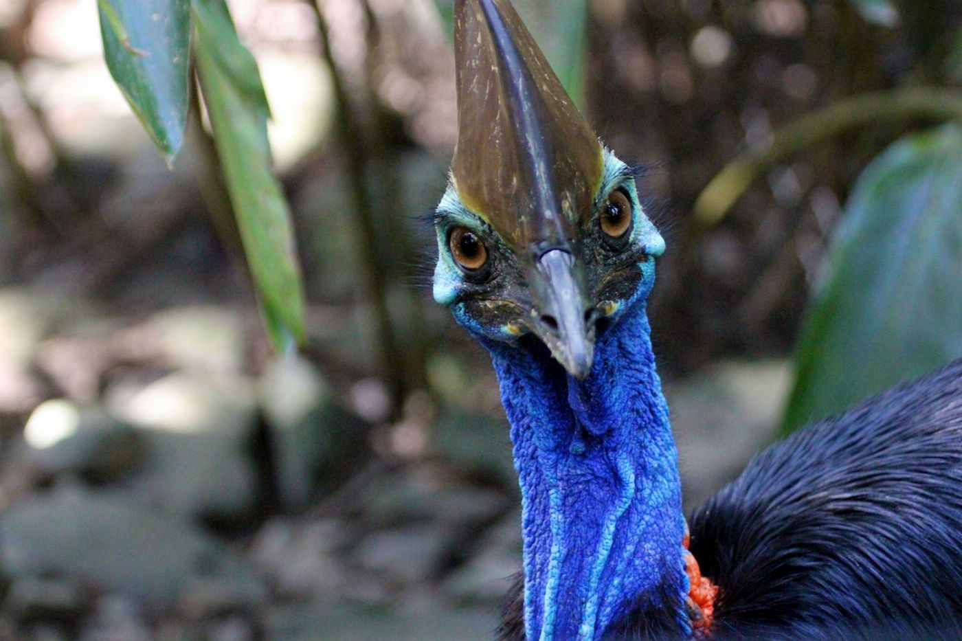 Tropic Wings Cape Tribulation, Daintree & Wildlife