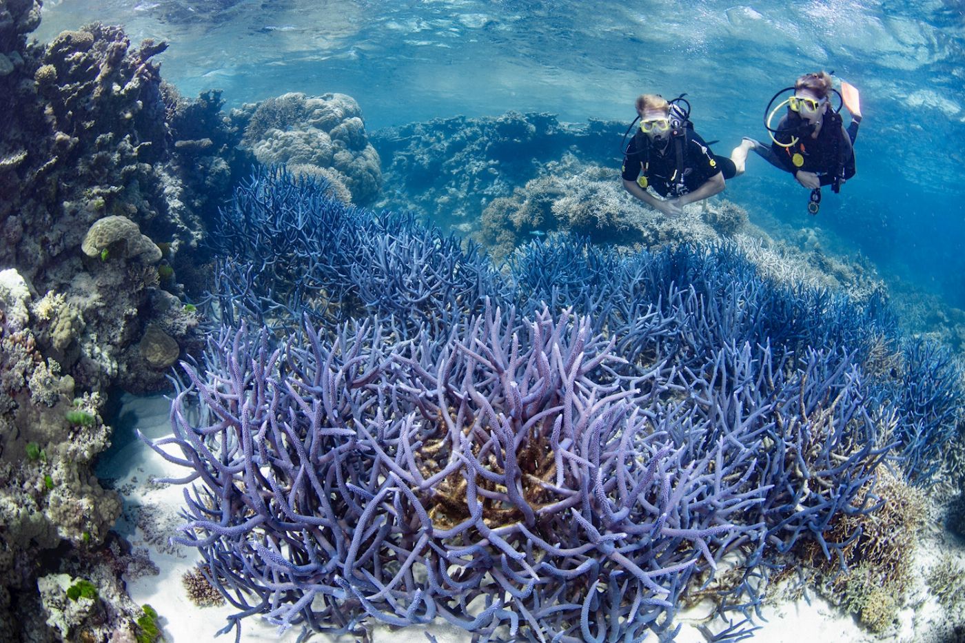 Silverswift Barrier Reef Cruise (Certified Dive)