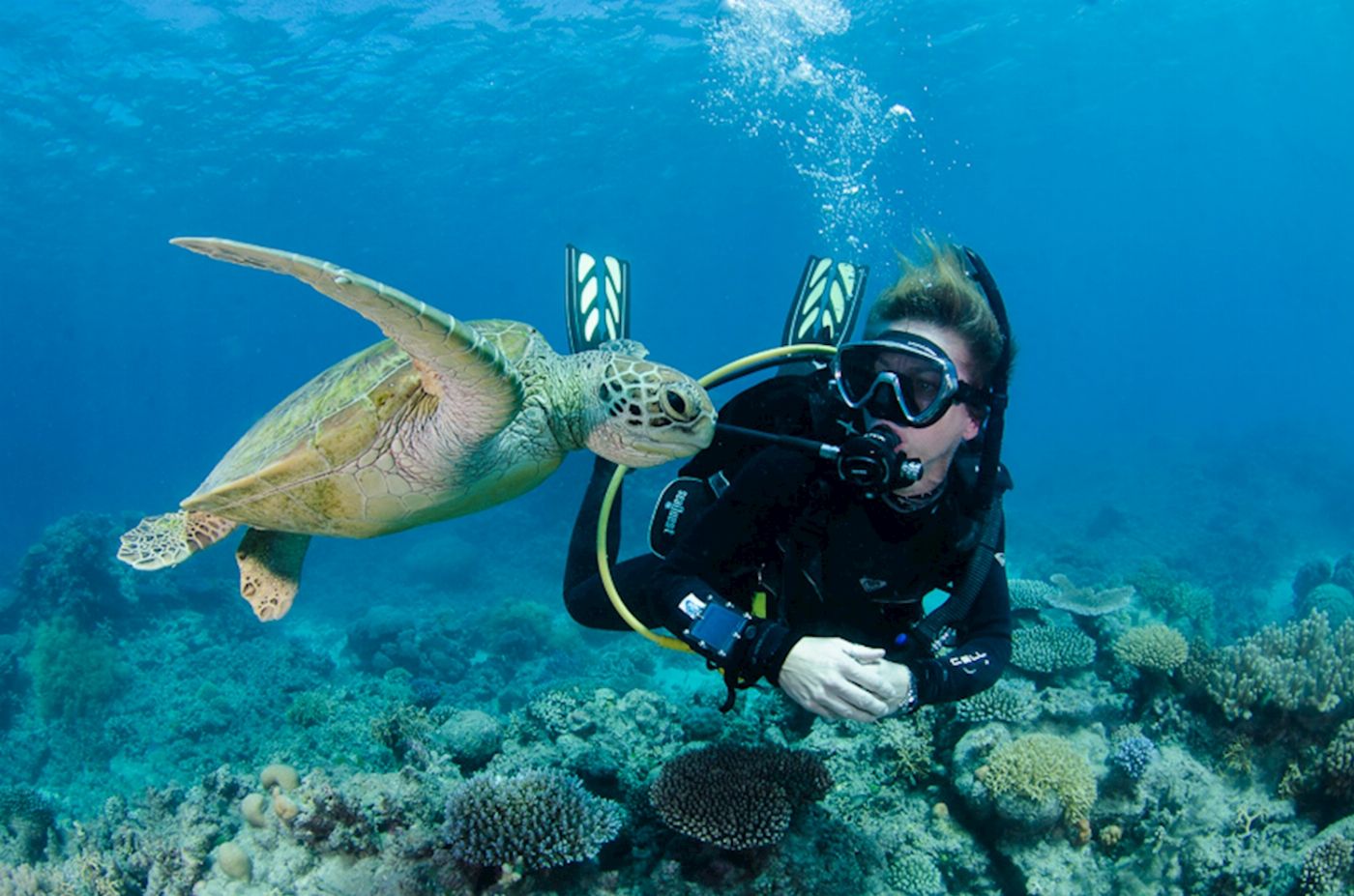 Silverswift Barrier Reef Cruise (Certified Dive)