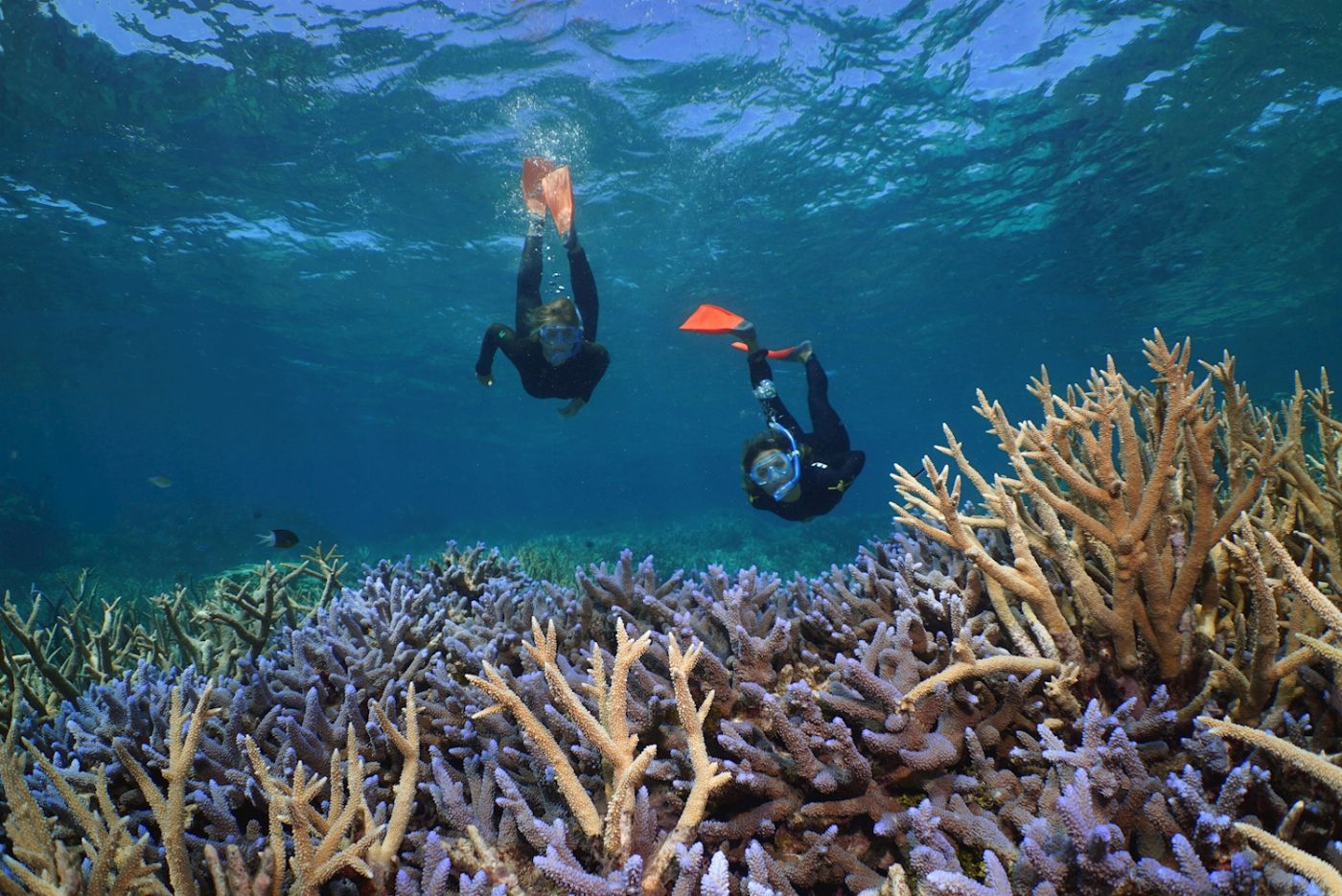 Silversonic Barrier Reef Cruise (Snorkel)