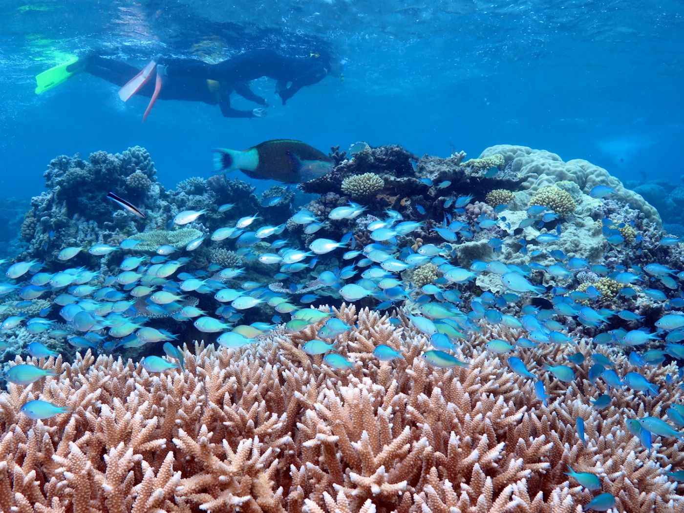 Silversonic Barrier Reef Cruise (Snorkel)