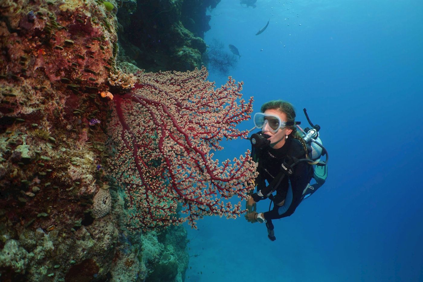 Silversonic Barrier Reef Cruise (Certified Dive)