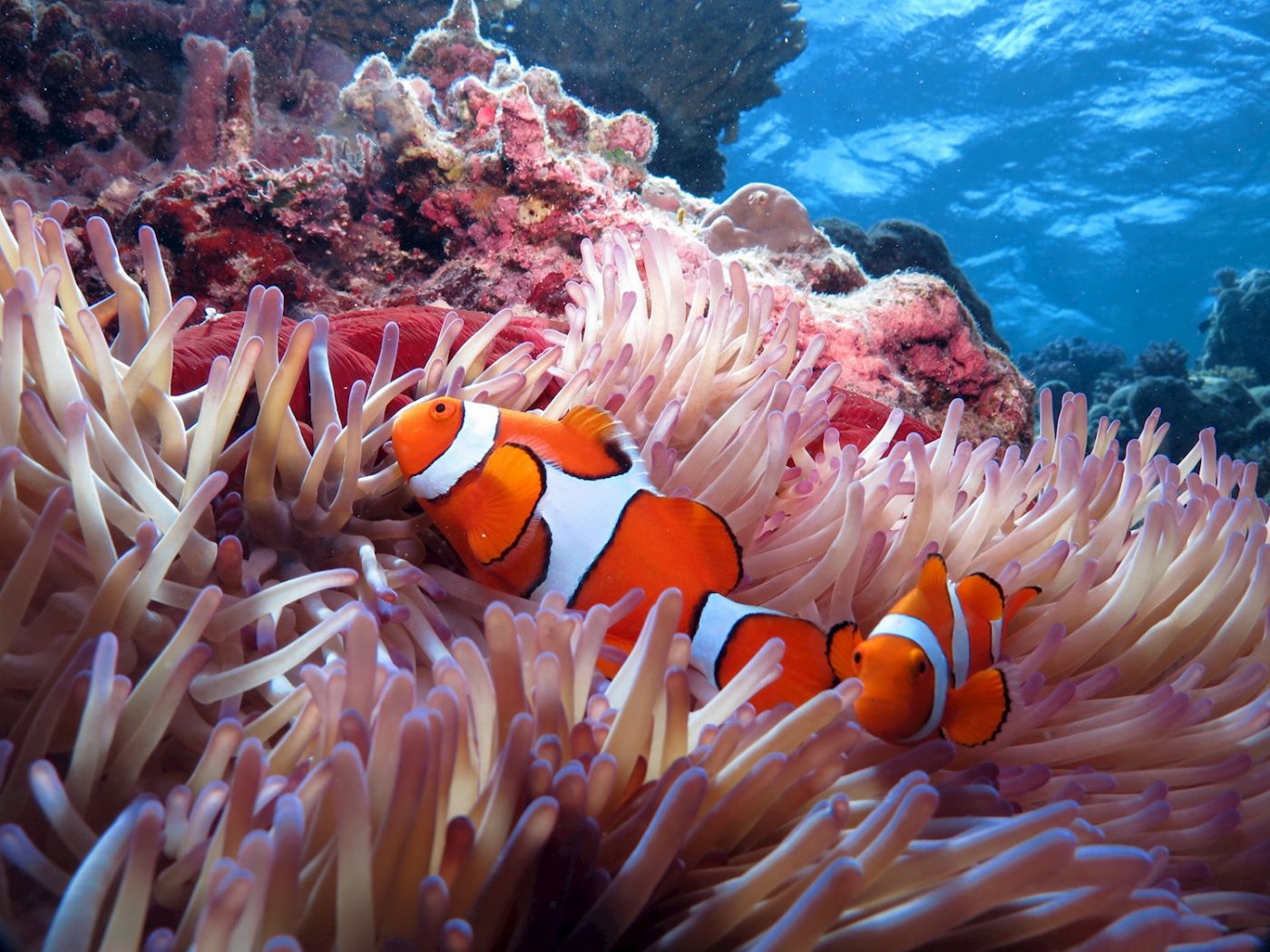 Silversonic Barrier Reef Cruise (Certified Dive)