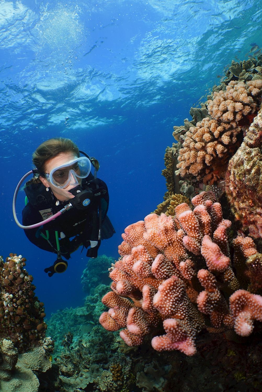 Silversonic Barrier Reef Cruise (Certified Dive)