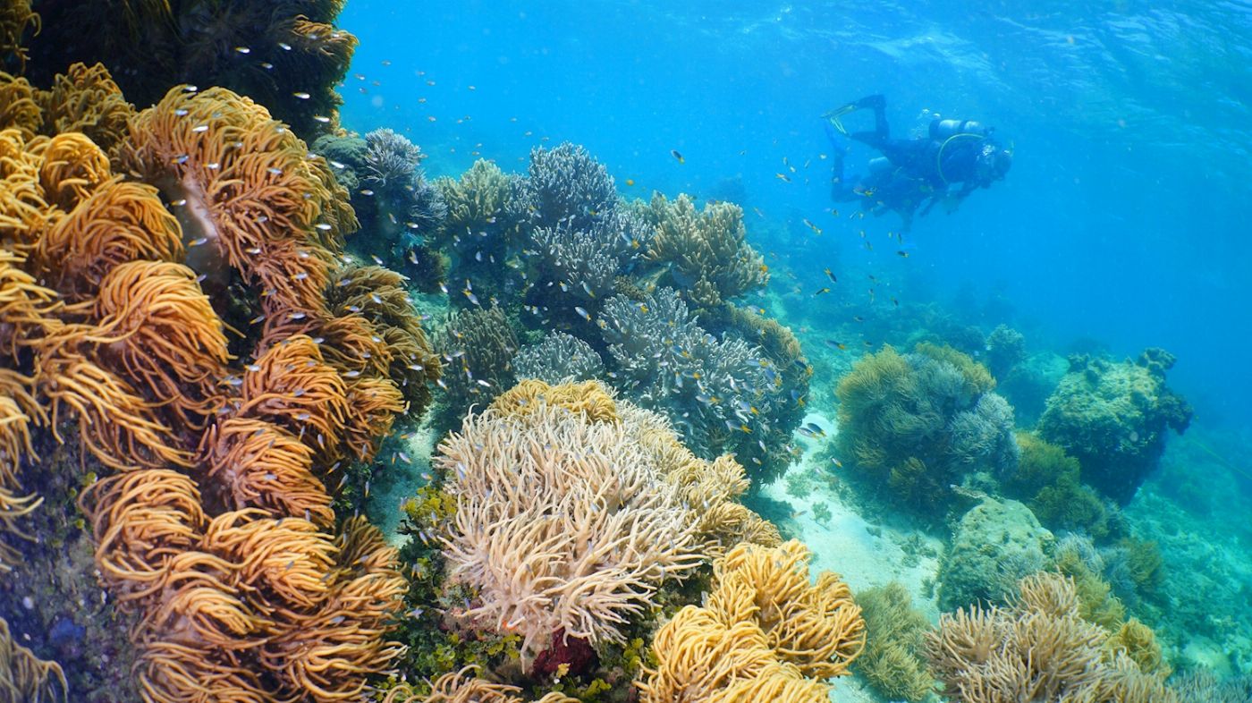 Great Adventures Green Island Eco (Snorkel Gear or Glass Bottom Boat) + Boat Snorkel Trip