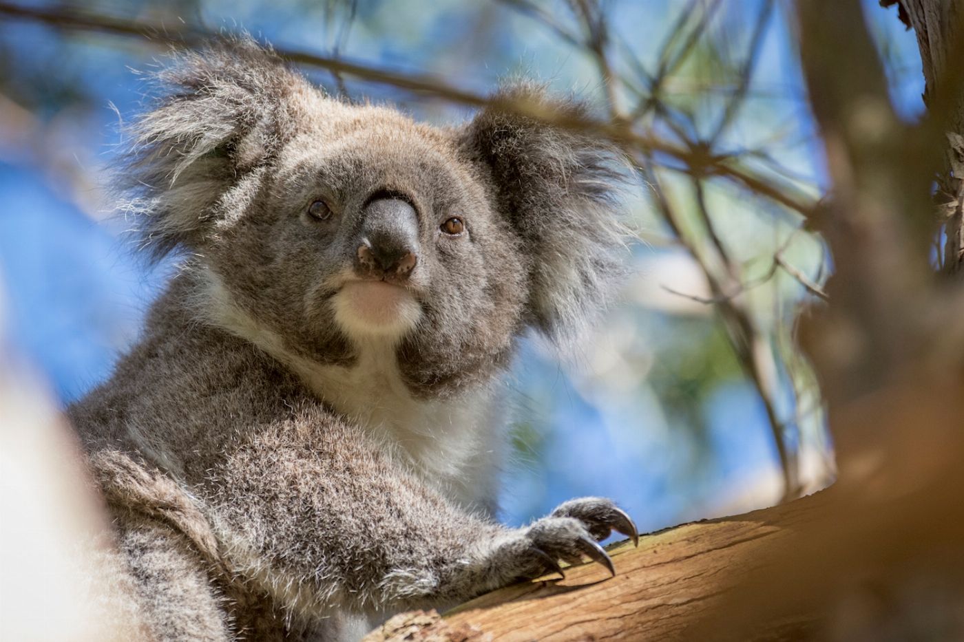 Autopia Tours Great Ocean Road Reverse Tour with lunch