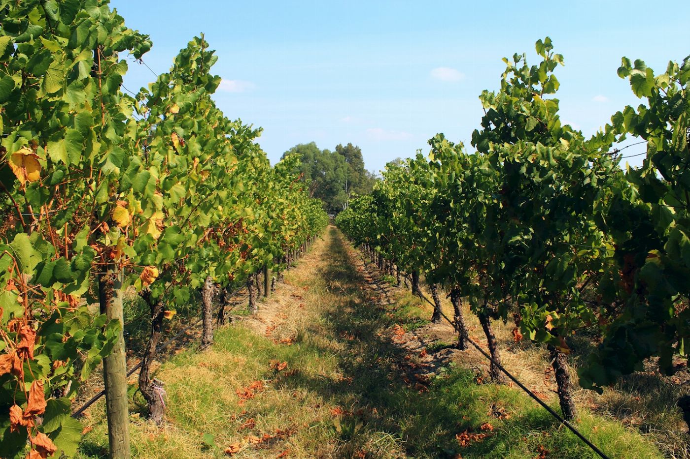 Australian Wine Tour Co. Yarra Valley Wine Experience