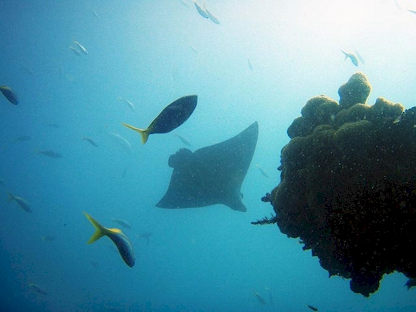 Yongala Dive SS Yongala Wreck Dive