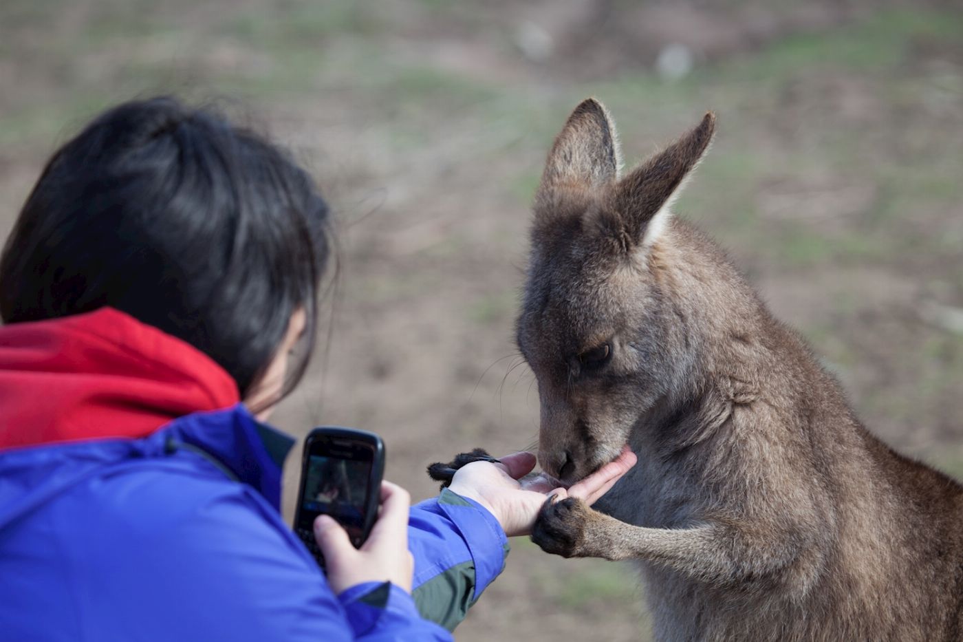 Tours Tasmania Mt Field, Mt Wellington and Wildlife Active day tour