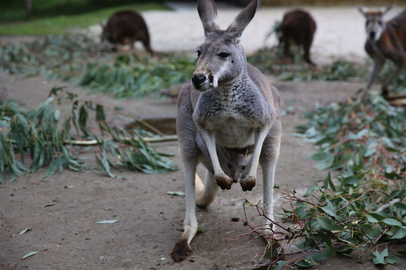 Healesville Sanctuary General Entry (Student)