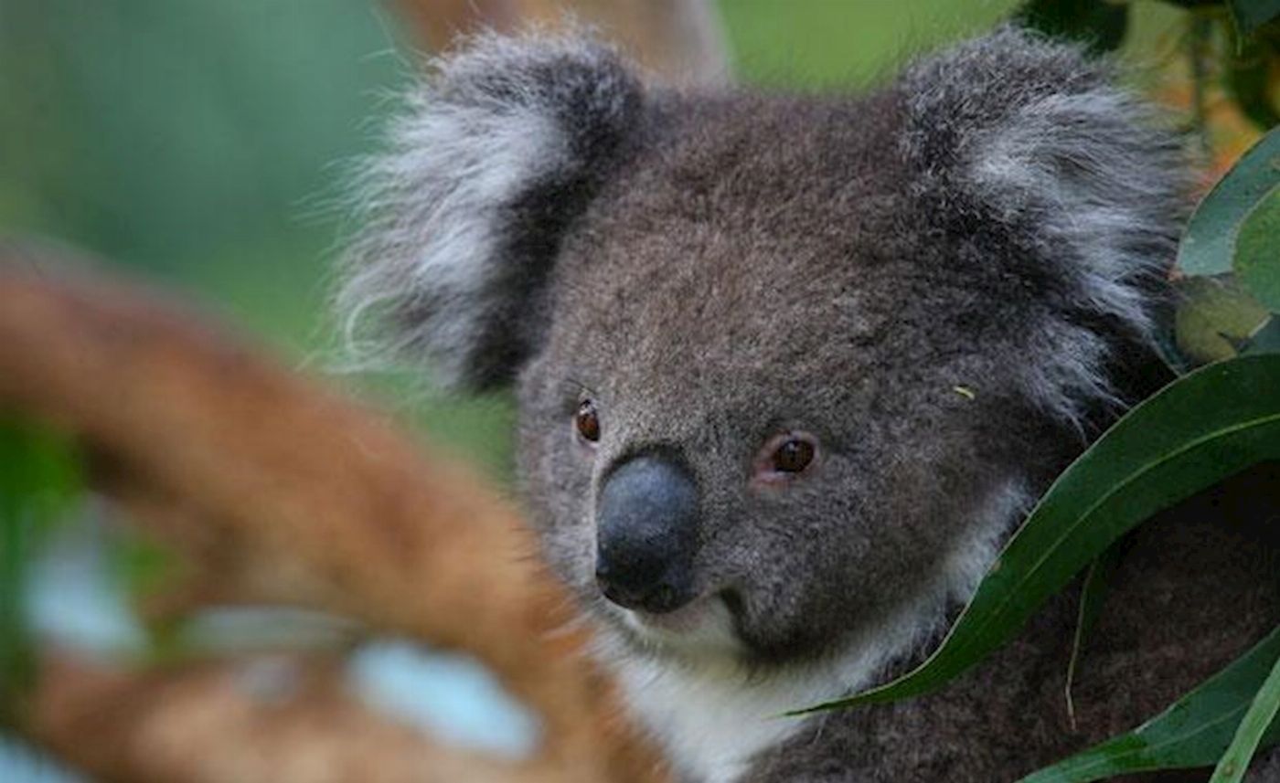 Healesville Sanctuary General Entry (Student)