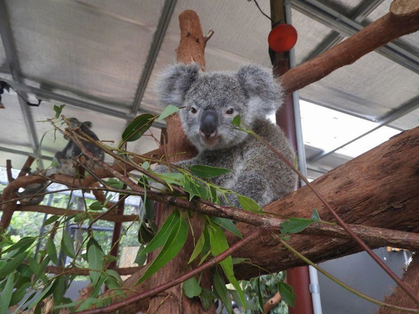 Kuranda Koala Gardens Koala Gardens Admission