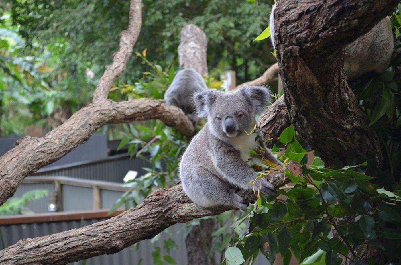 Kuranda Koala Gardens Koala Gardens Admission