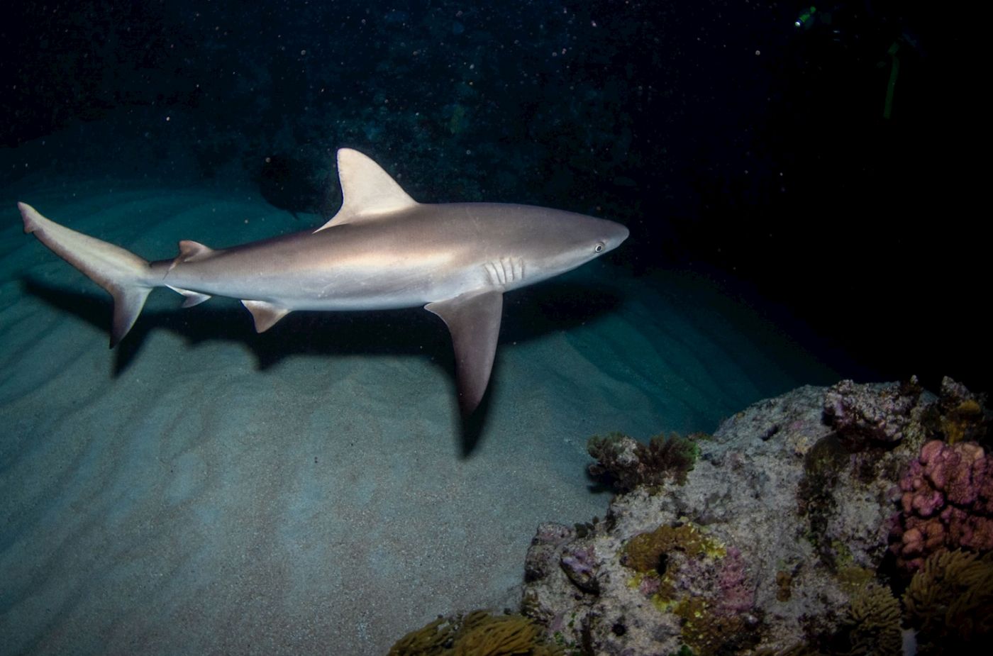 Reef Encounter Certified Dive Adventure 3D/2N (7 Day Dives, 2 Night Dives)