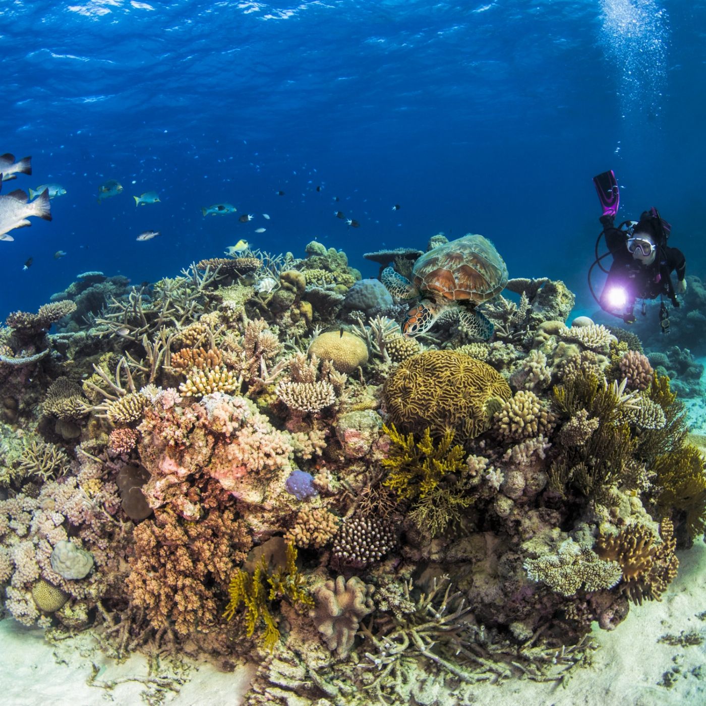 Pro Dive Cairns 3 Day/2 Night Liveaboard (PADI Advanced Course)