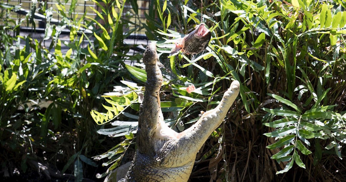 Hartley's Crocodile Adventures Entry + Big Croc Feed with Return Transfers ex Palm Cove