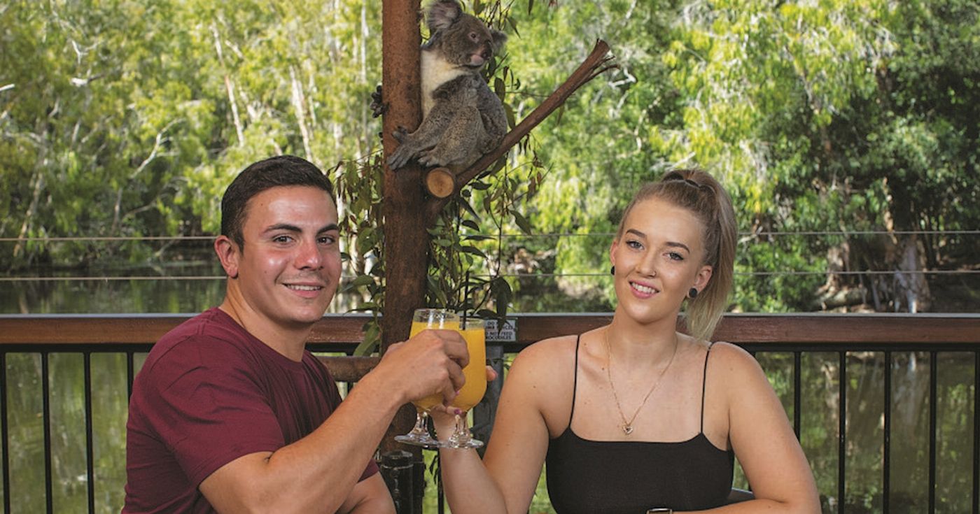 Hartley's Crocodile Adventures Breakfast with the Koalas (No transfers)