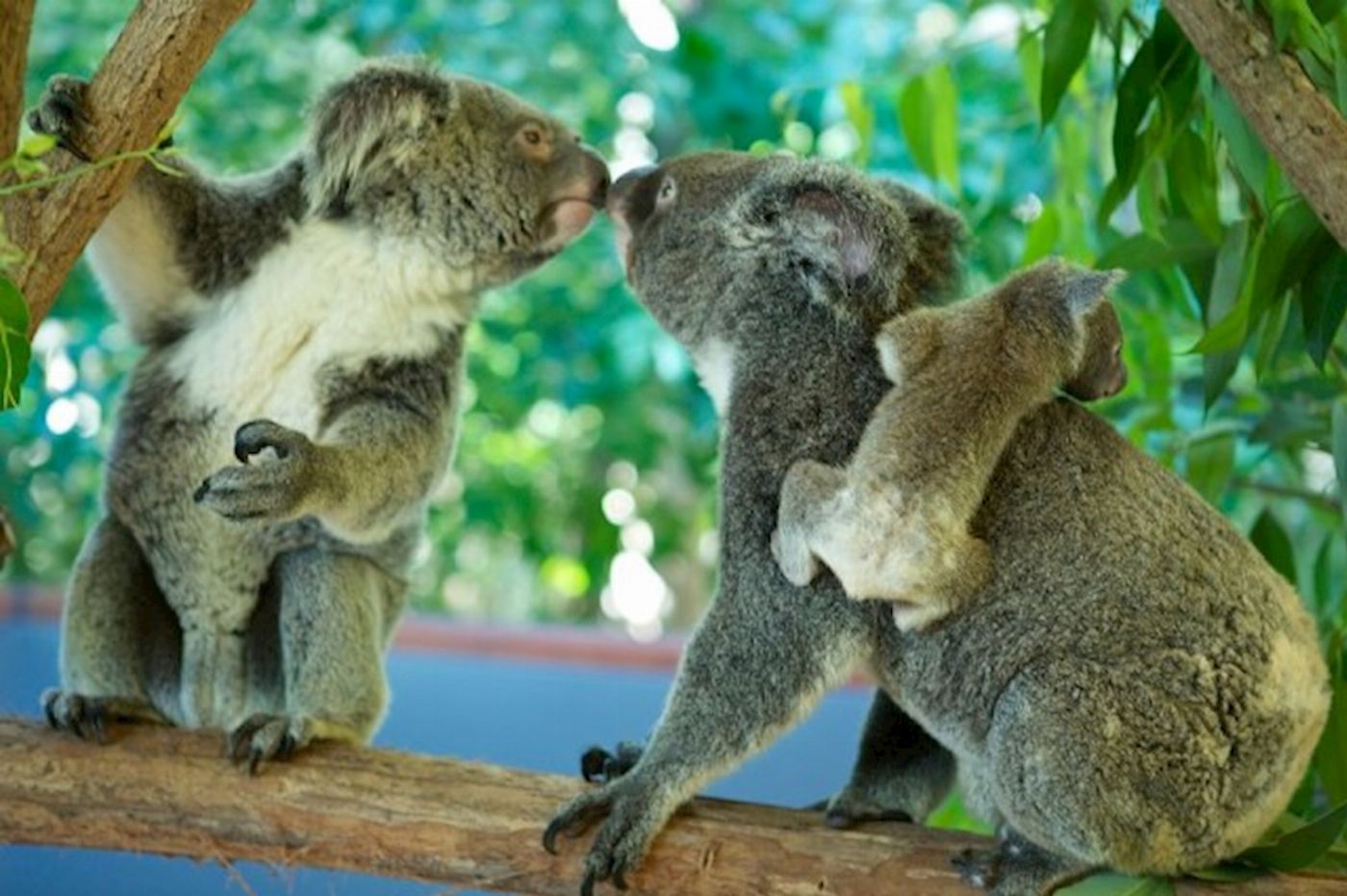 Hartley's Crocodile Adventures Breakfast with the Koalas with Return Transfers from Palm Cove