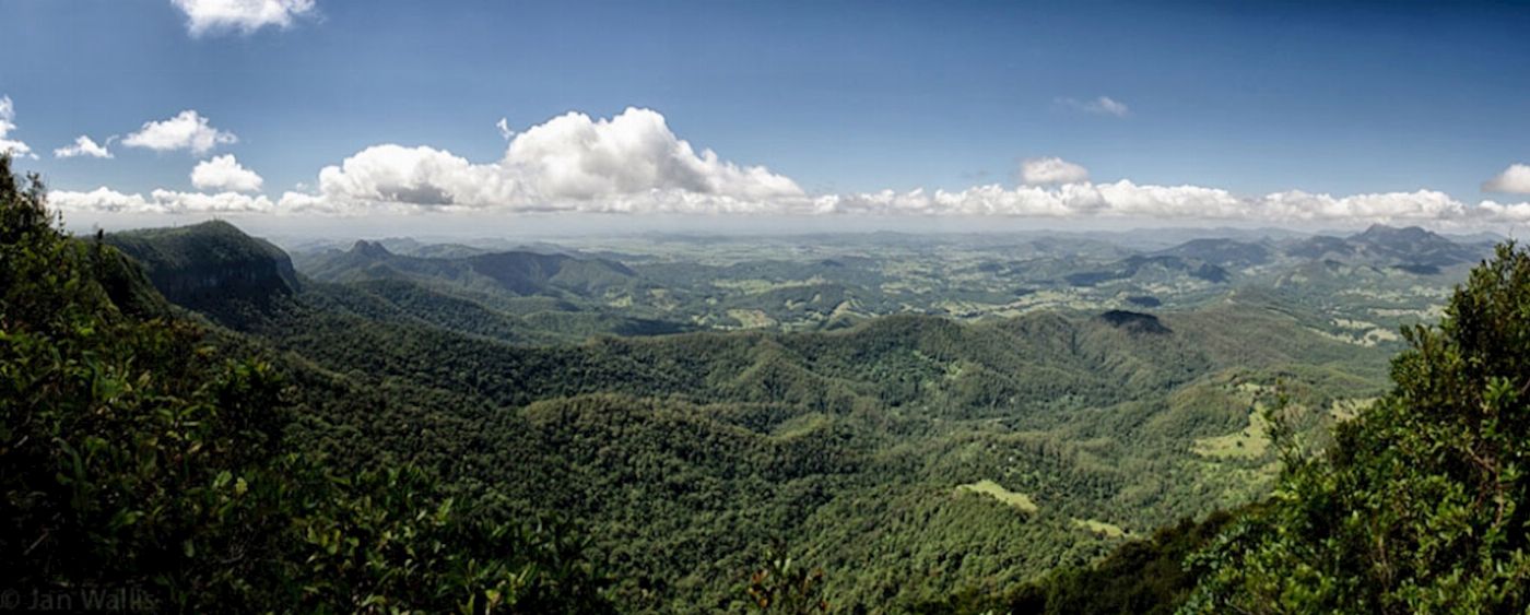 Bushwacker Eco Tours Springbrook & Tamborine Rainforest Glow Worm Day Tour