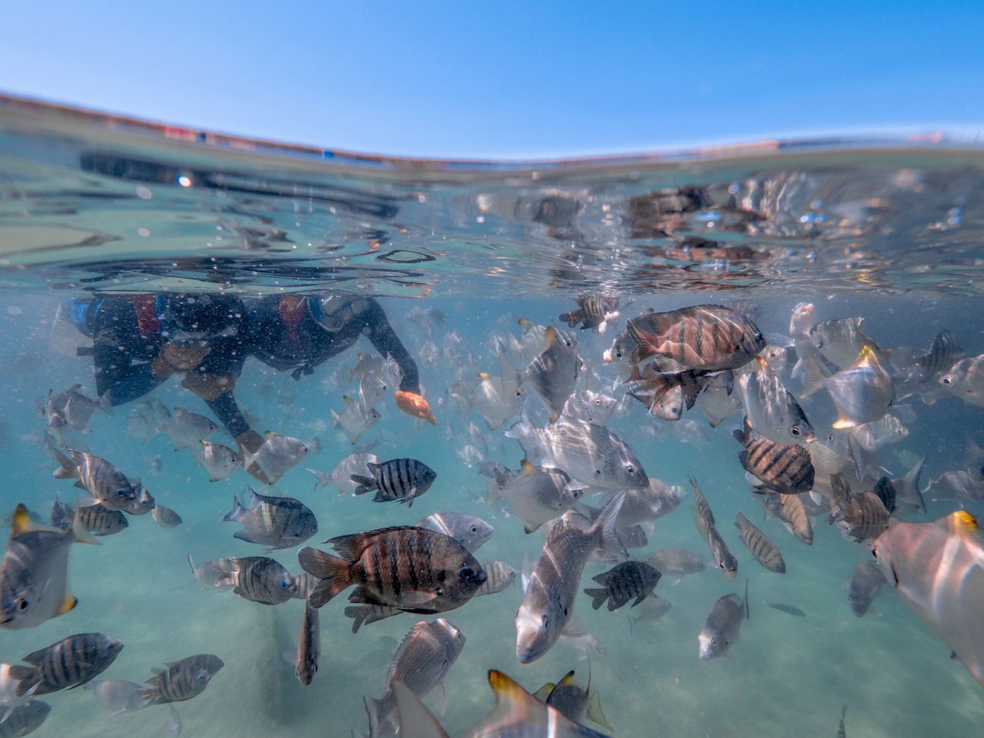 Dolphin Wild Island Cruises Eco Marine Safari Cruise and Snorkel