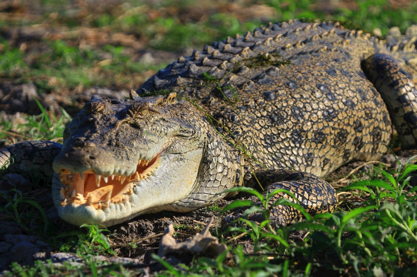 Corroboree Billabong Wetland Cruises - Sunset Cruise Self Drive - 4.30pm