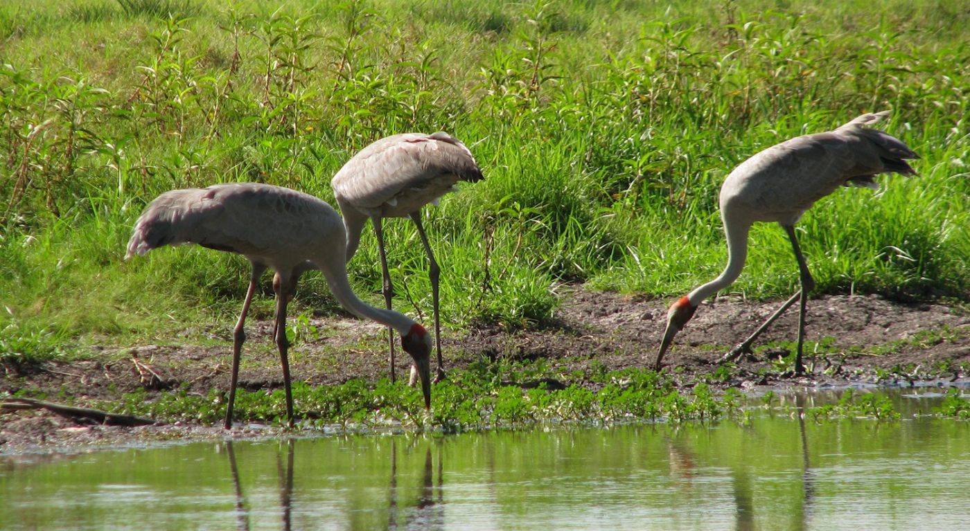 Corroboree Billabong Wetland Cruises - Sunset Cruise Self Drive - 4.30pm
