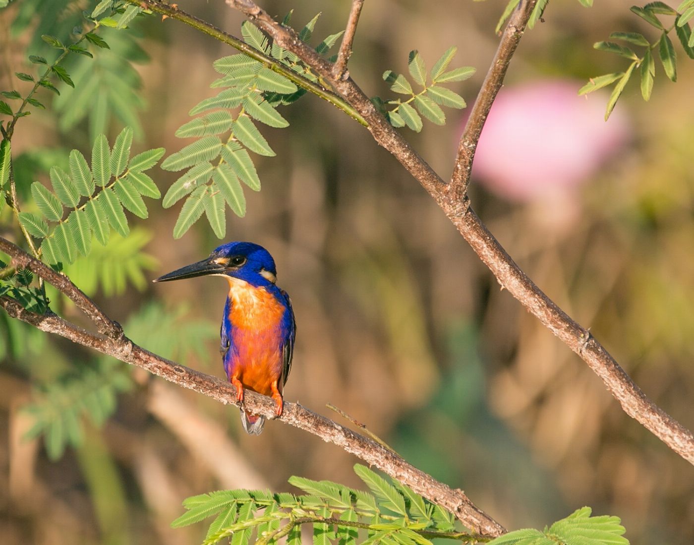 Corroboree Billabong Wetland Cruises - Sunset Cruise Self Drive - 4.30pm