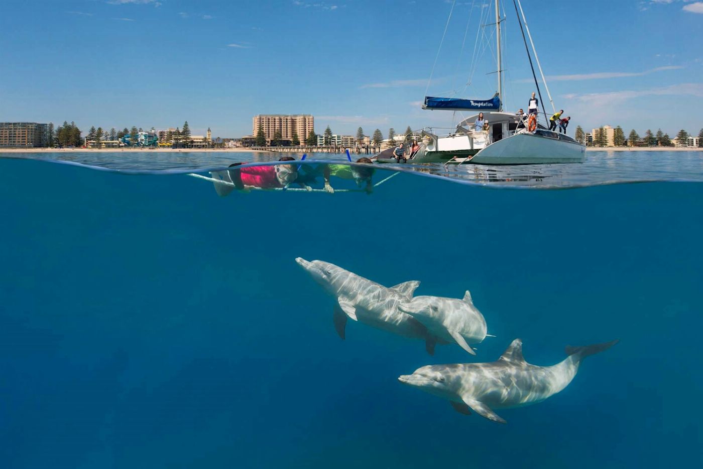 Temptation Sailing Wild Dolphin Swim