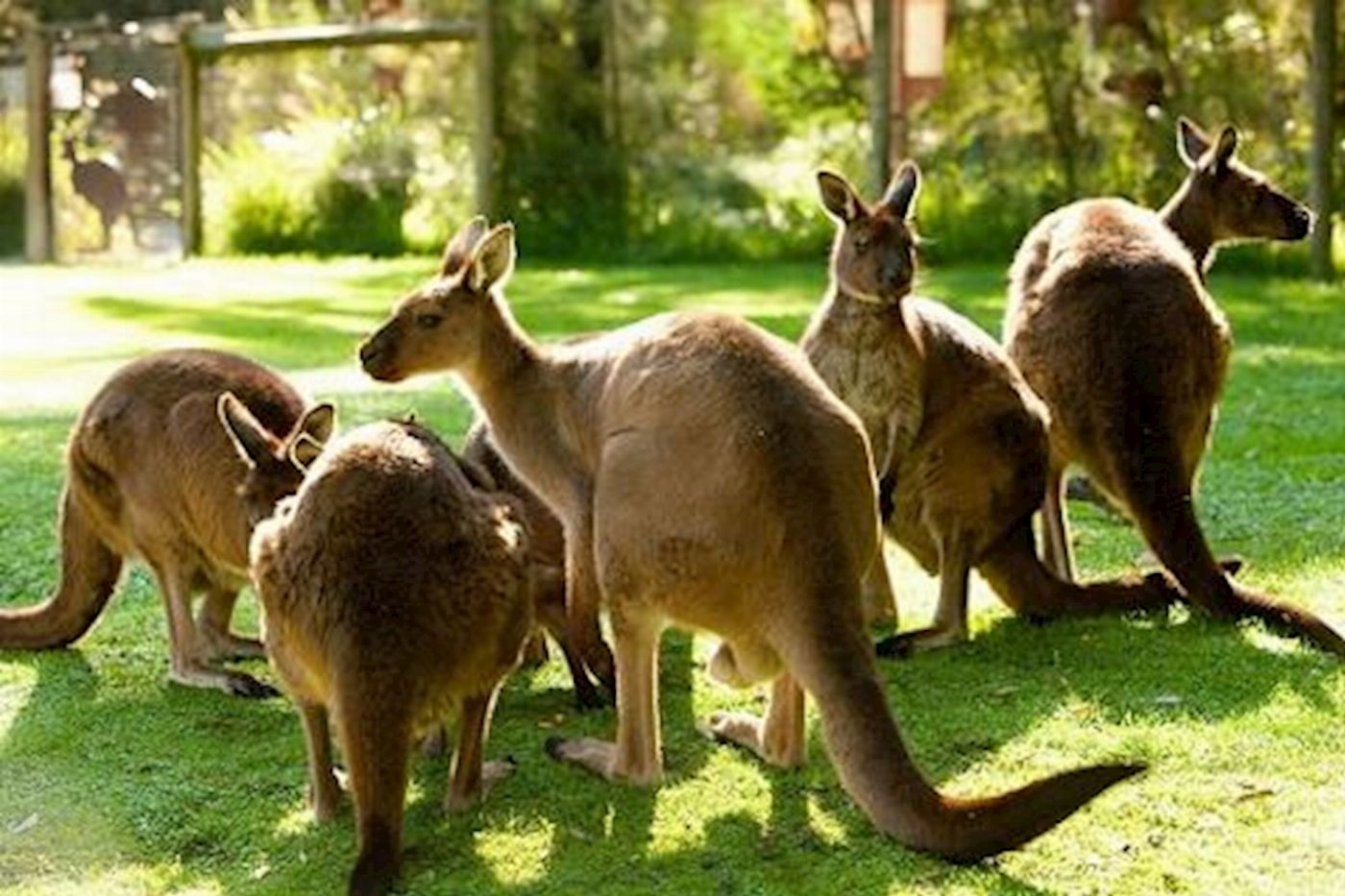 Around And About Healesville Wildlife Sanctuary