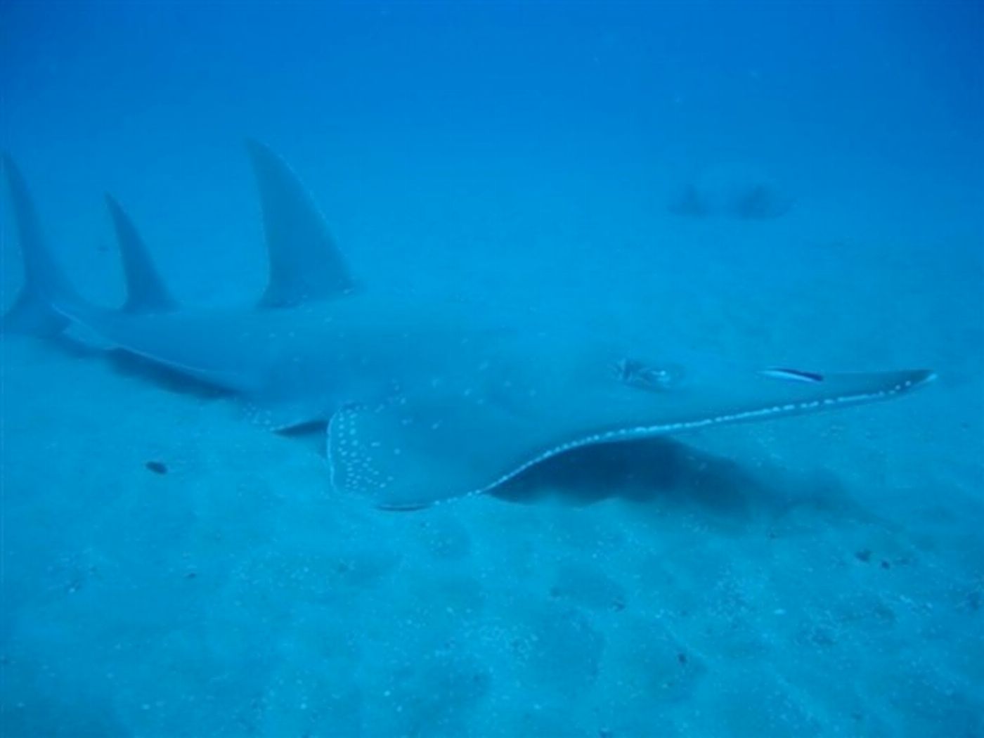 Wolf Rock Dive Double Tank Dive at Wolf Rock Advanced or higher