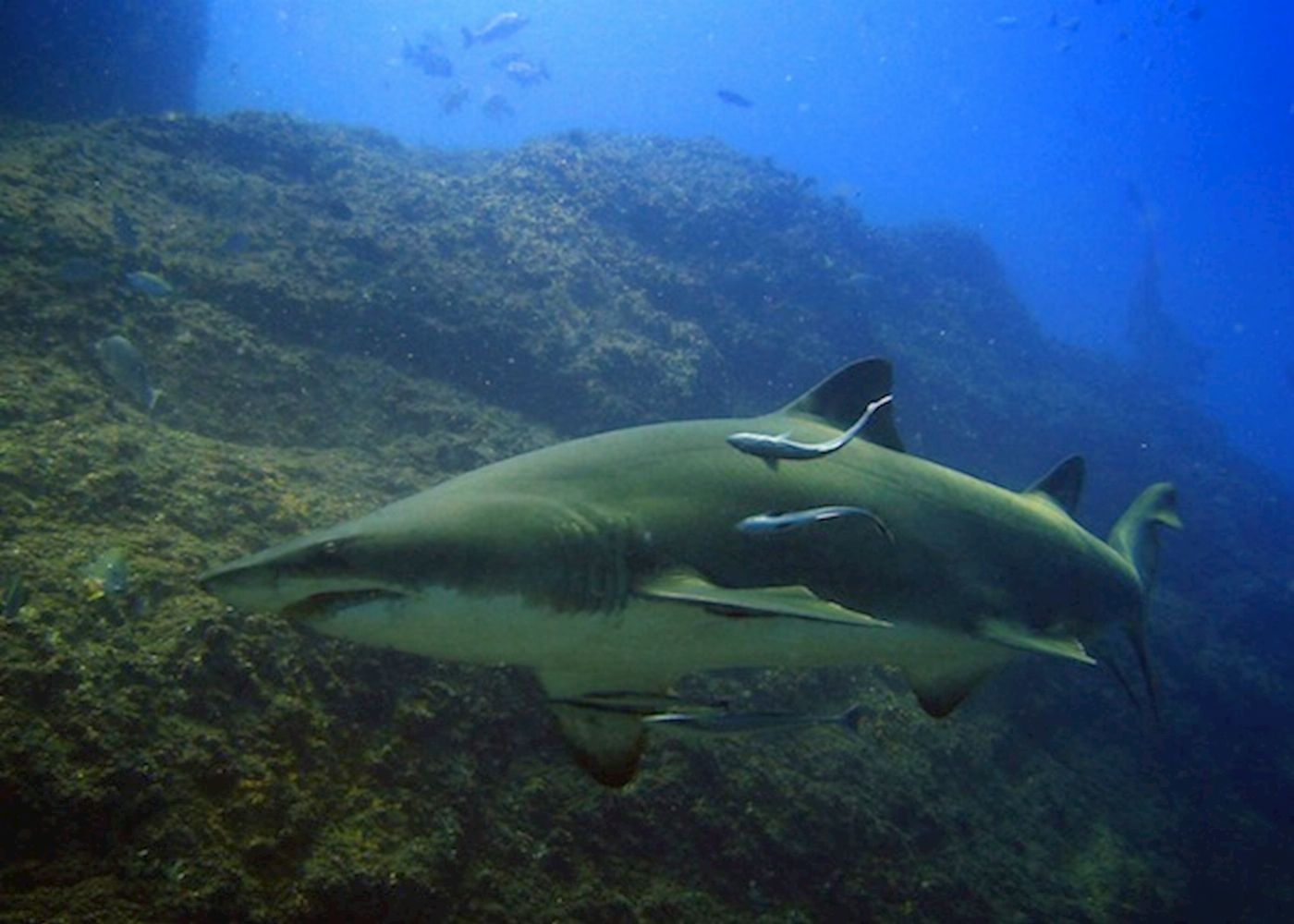 Wolf Rock Dive Double Tank Dive at Wolf Rock Advanced or higher