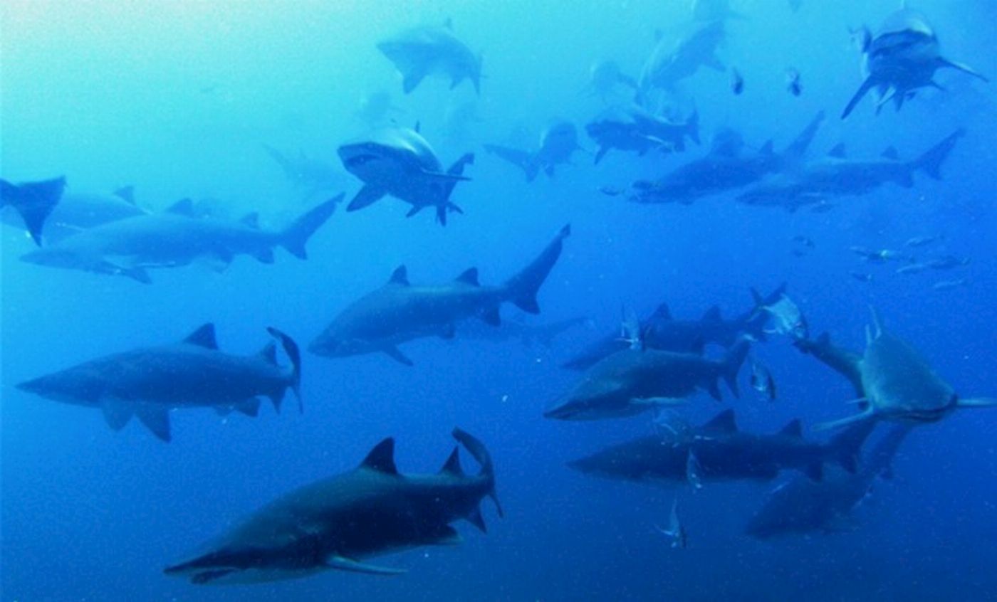 Wolf Rock Dive Double Tank Dive at Wolf Rock Advanced or higher