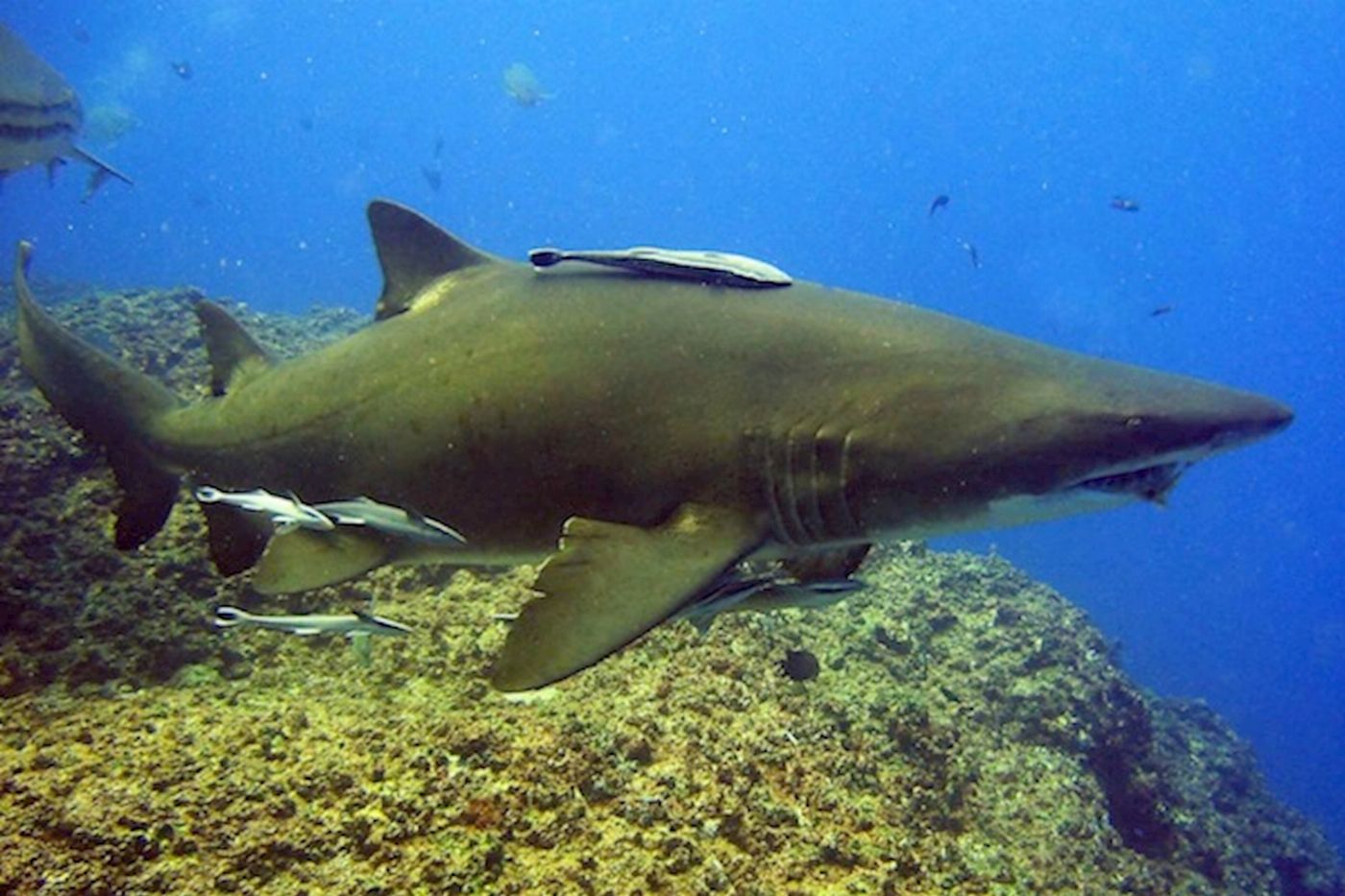 Wolf Rock Dive Double Tank Dive at Wolf Rock Advanced or higher