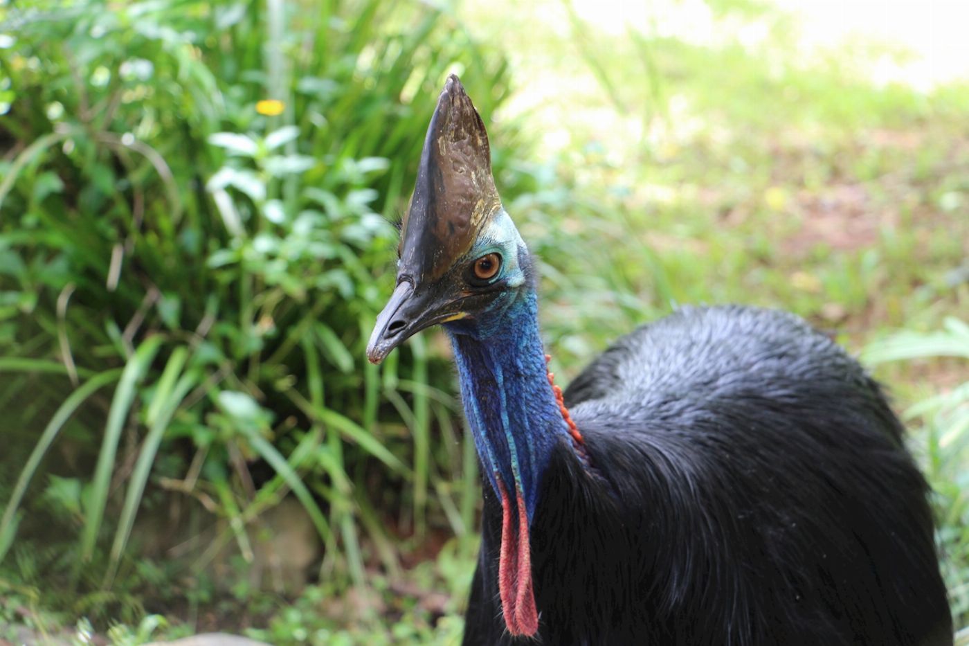 Tropic Wings Kuranda Rainforestation - ENE