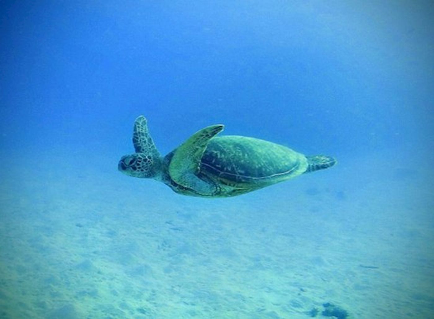 Divers Den Scuba Refresher
