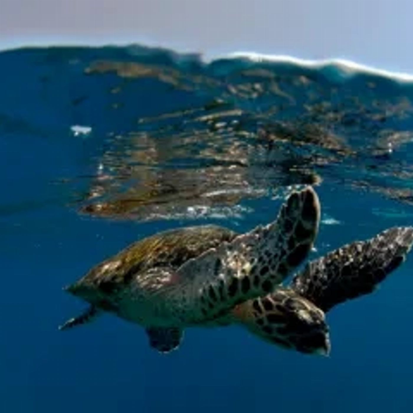 Byron Bay Whale Watching Sea Turtle Snorkel Tour
