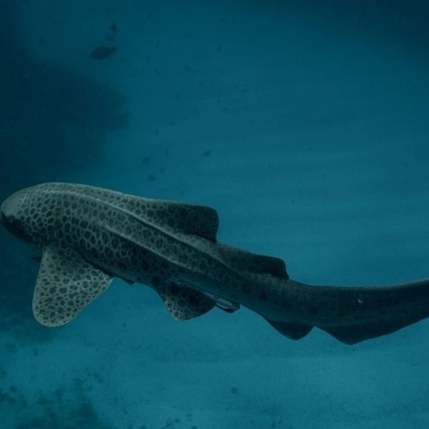 Byron Bay Whale Watching Sea Turtle Snorkel Tour