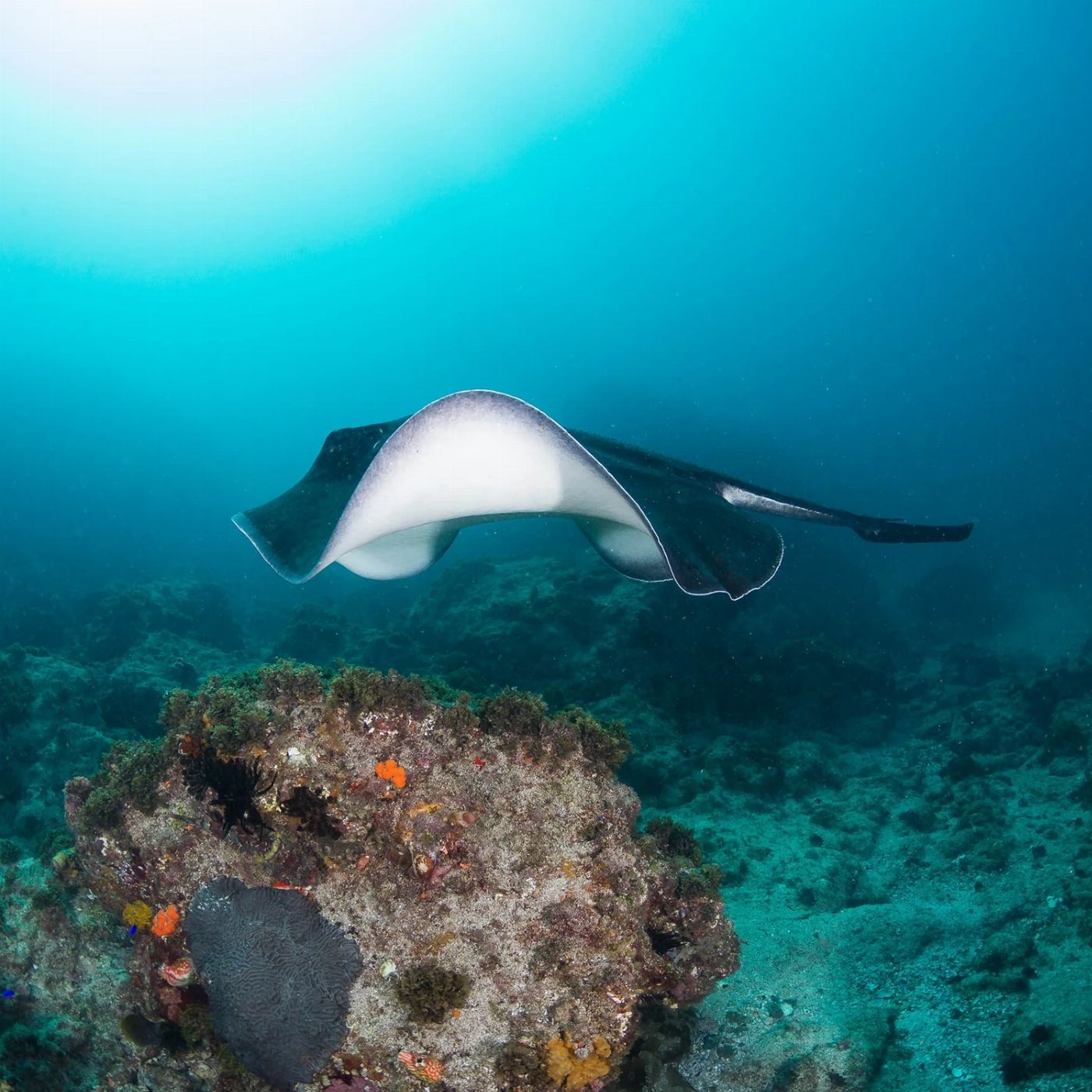 Byron Bay Whale Watching Sea Turtle Snorkel Tour