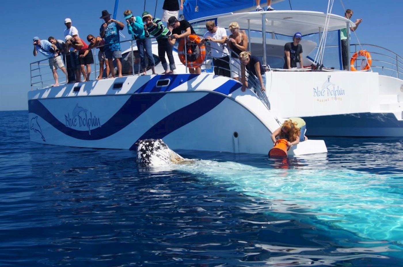 Blue Dolphin Marine Tours Exclusive Whale Watching Encounter (Family Package - 2 Adults/2 Children)