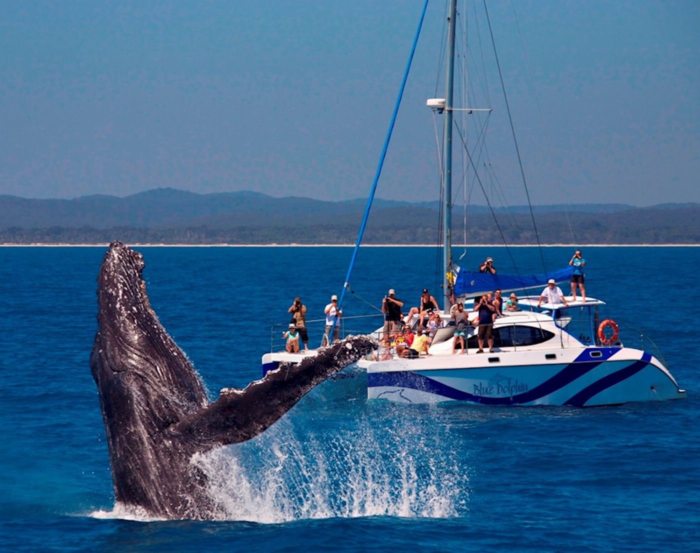 Blue Dolphin Marine Tours Exclusive Whale Watching Encounter (Family Package - 2 Adults/2 Children)