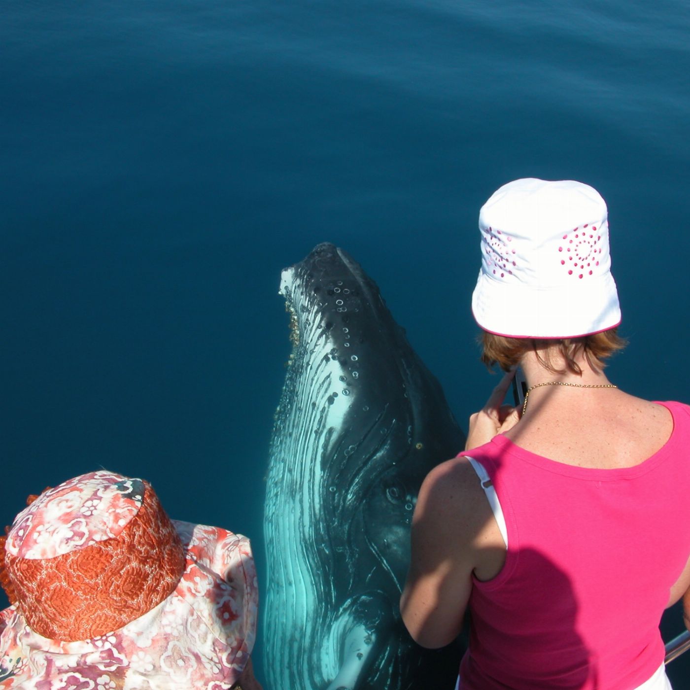 Blue Dolphin Marine Tours Exclusive Whale Watching Encounter (Family Package - 2 Adults/2 Children)